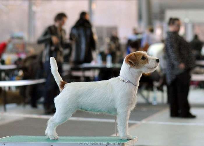 Выставка имени Сабанеева 2013. Lovely-Orange питомник джек рассел терьеров