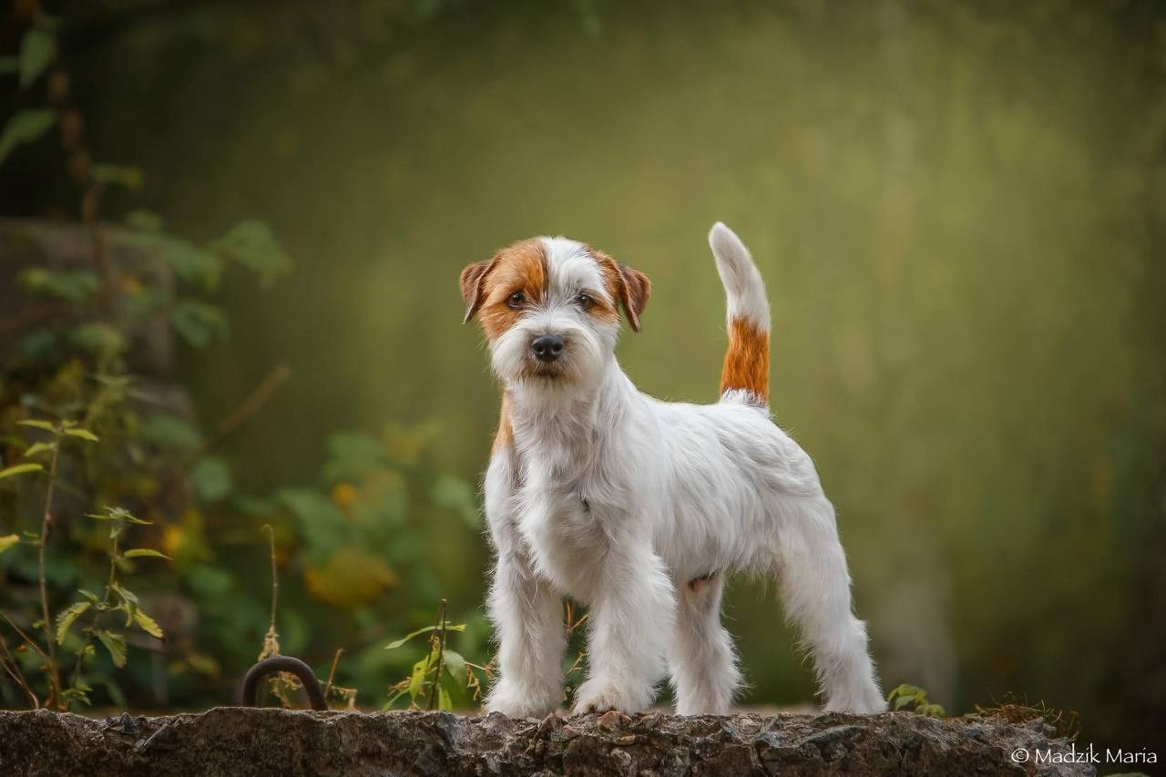 Lovely-Orange Grand Muffin. Lovely-Orange питомник джек рассел терьеров
