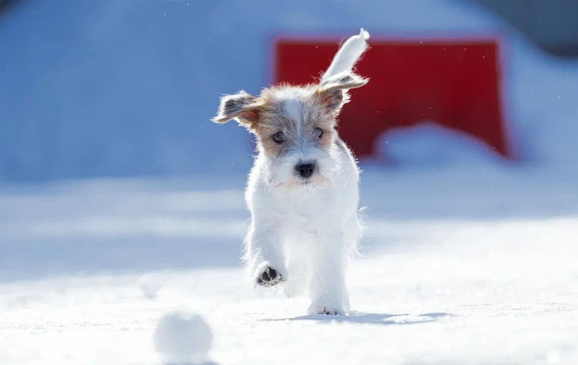 Сука 1. Lovely Orange kennel Jack Russell Terrier FCI/RKF
