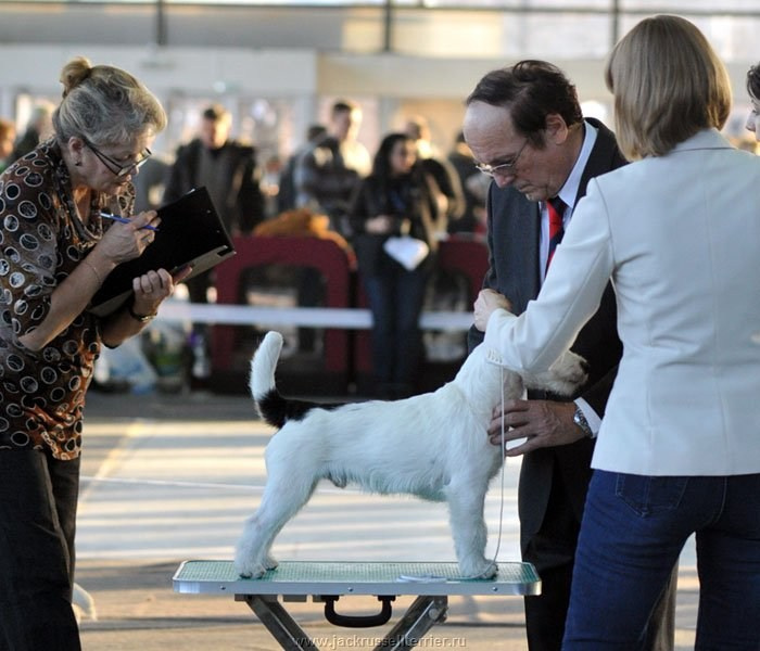 Выставка имени Сабанеева 2013. Lovely-Orange питомник джек рассел терьеров