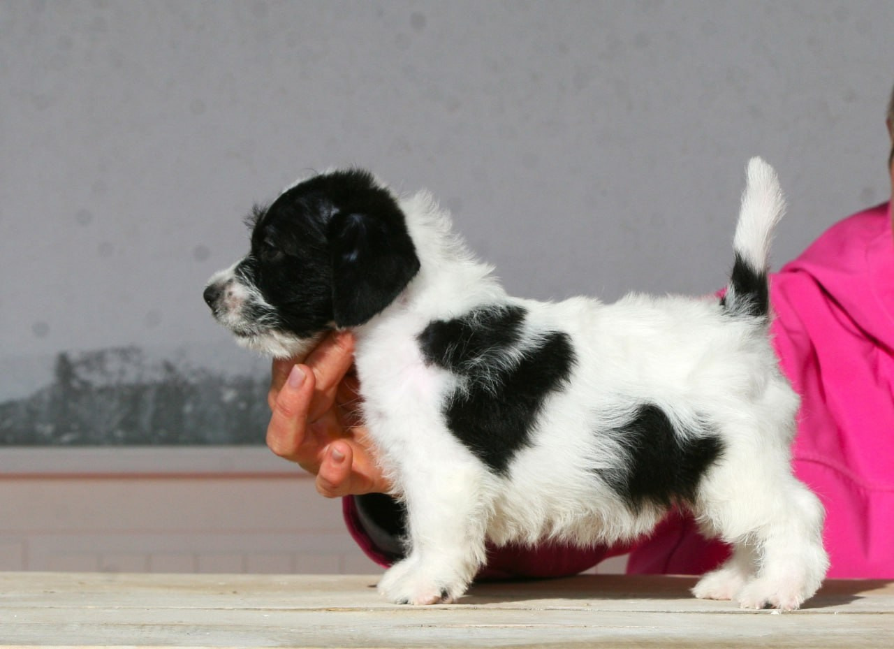 Кобель. Lovely-Orange питомник джек рассел терьеров