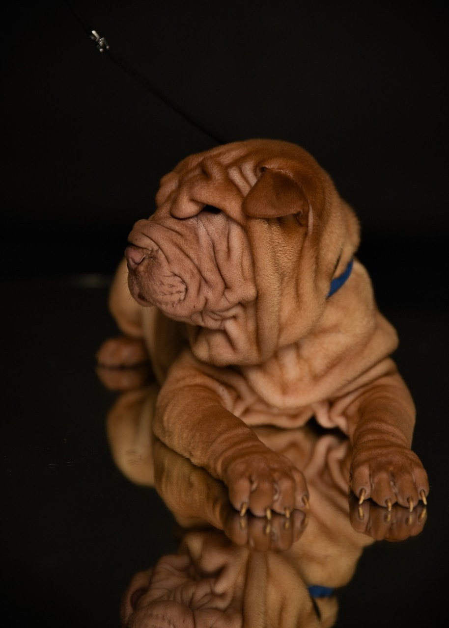 Купить Шарпей Самара, Купить Шарпея Самара, Купить щенка Шарпей Самара, ТОП питомник Шарпеев Самара, Питомник Шарпей  Самара, 