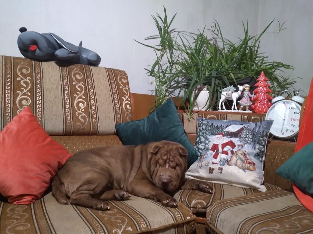 Купить Французского Бульдога Киров, Купить щенка Французского бульдога Киров, Питомник Французских Бульдогов Киров,  Питомник Французский Бульдог Киров, Купить Французского Бульдога Владимир, Купить щенка Французского бульдога Владимир, Питомник Французских Бульдогов Владимир,  Питомник Французский Бульдог Владимир, 