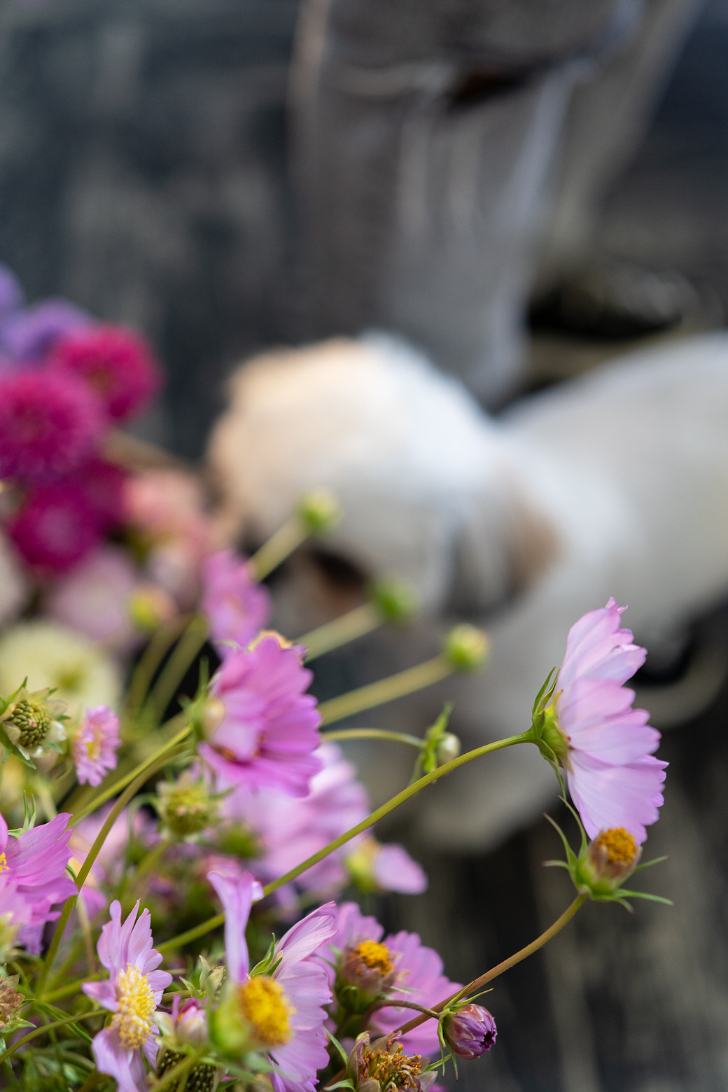 Экофестиваль. Главная