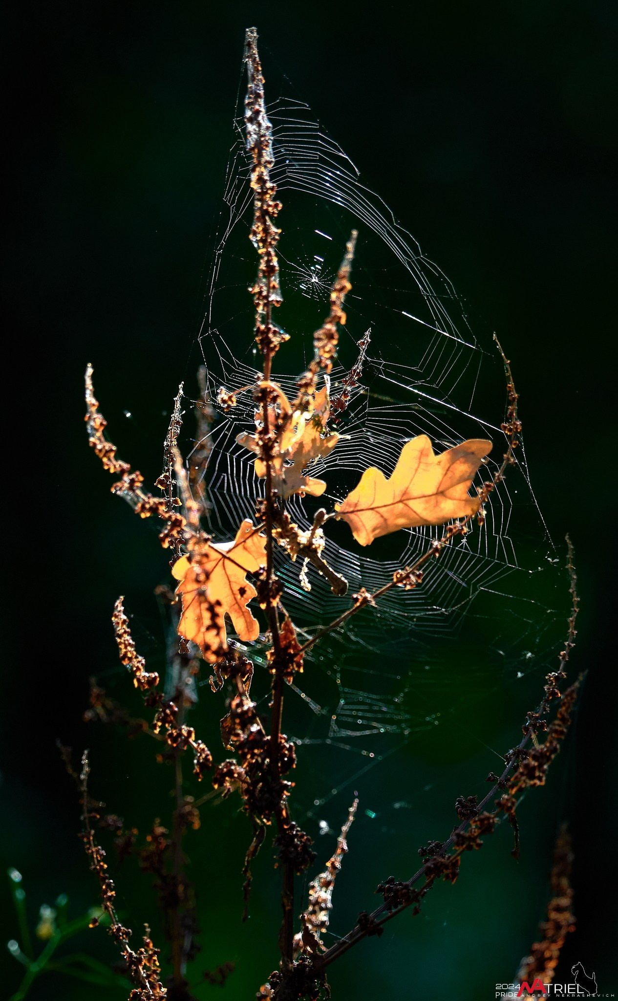 Фотопрогулка на природе