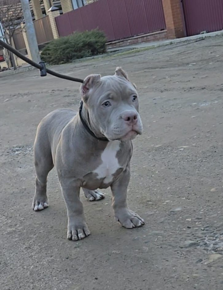 Дети Камелия. ПИТОМНИК СОБАК ПОРОДЫ АМЕРИКАНСКИЙ БУЛЛИ