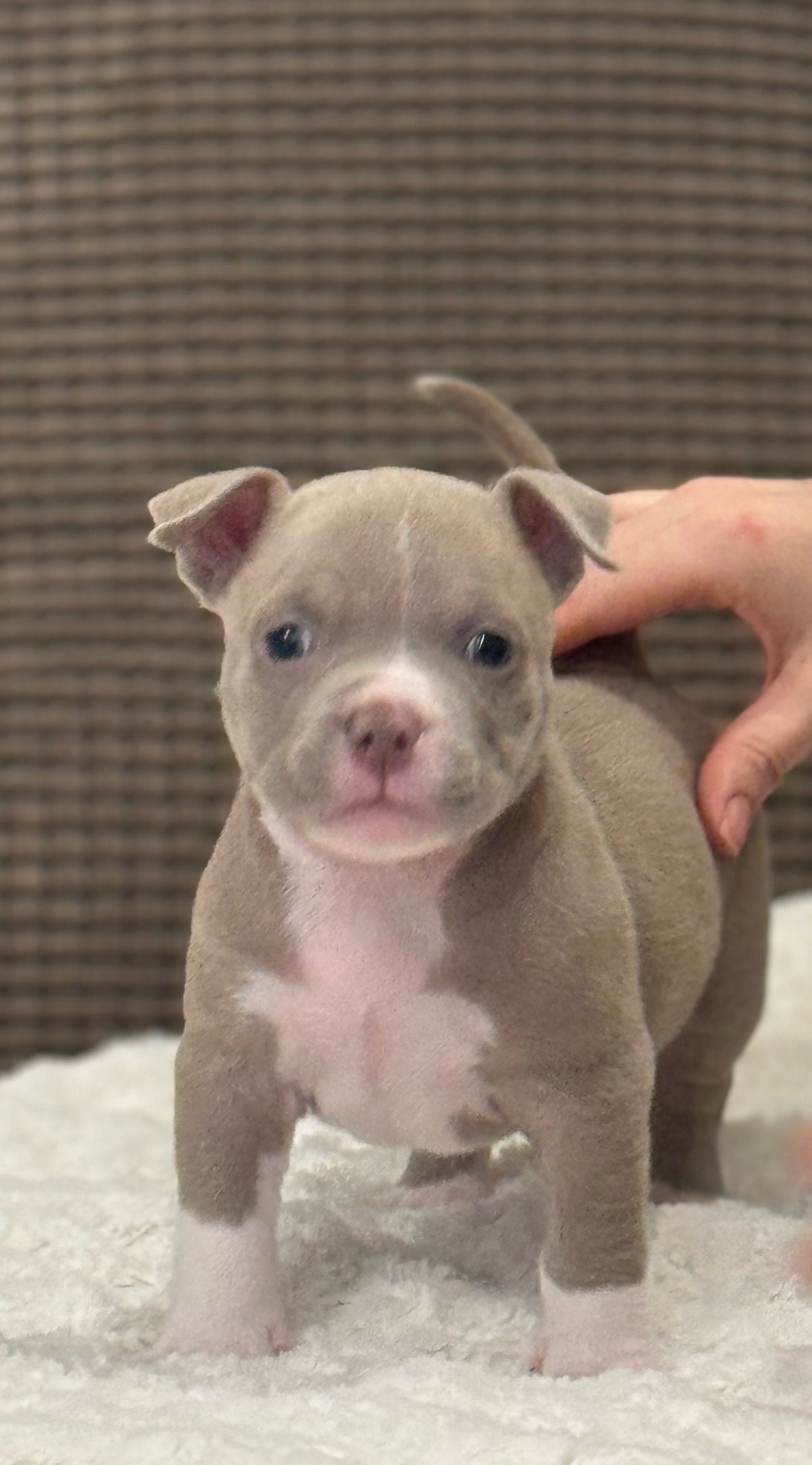 щеночки американского булли