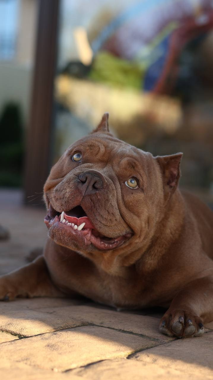 Познакомьтесь с Американским Булли в Иркутске. Питомник собак Иркутск