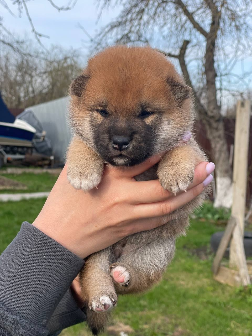 сиба питомник Рубилайт щенки на продажу rubylight  сиба щенки купить СПб Санкт-Петербург