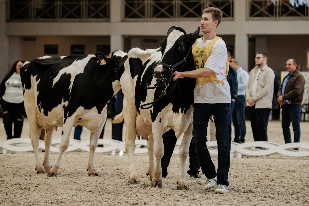 Звёзды Подмосковья — 2025. Куракина Дарья • Конный фотограф