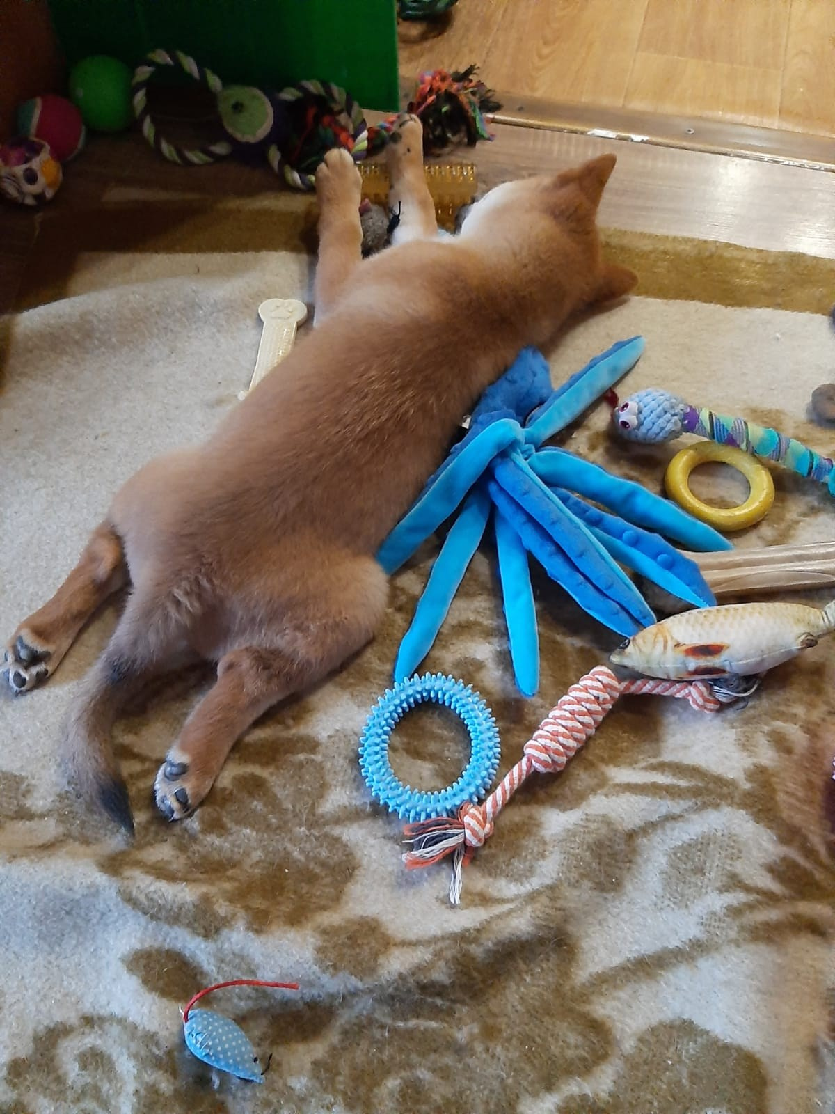 Rubylight Leo. Американская акита I Сиба ину I Питомник RUBYLIGHT