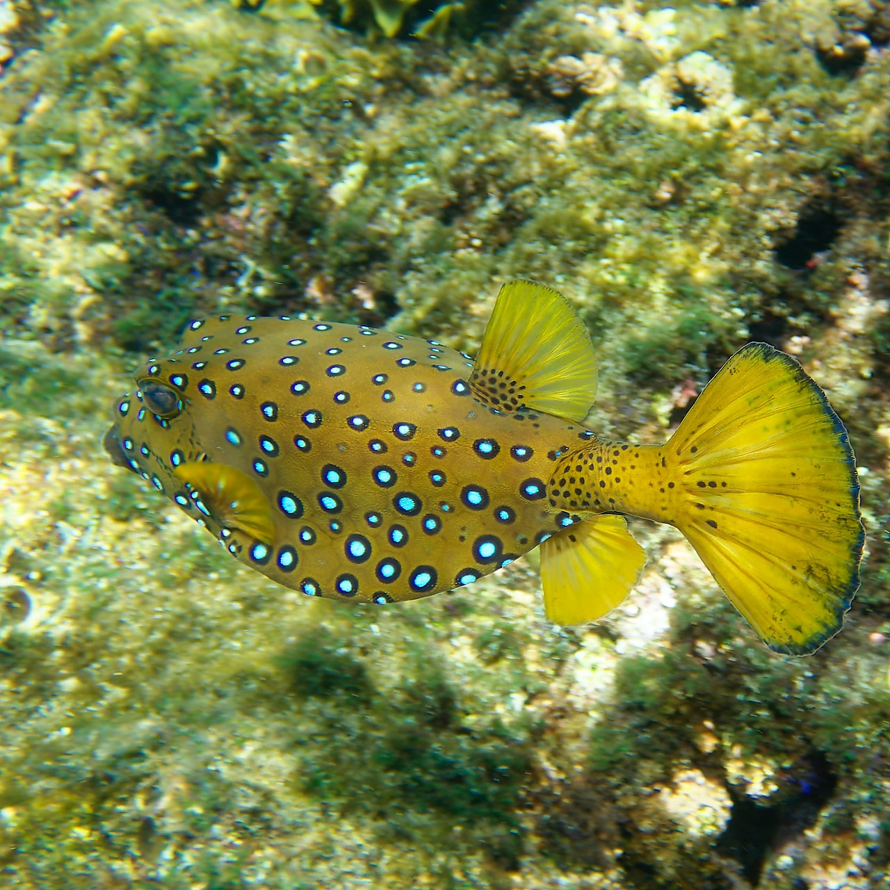 Мне посмотреть. Рыбов показываю