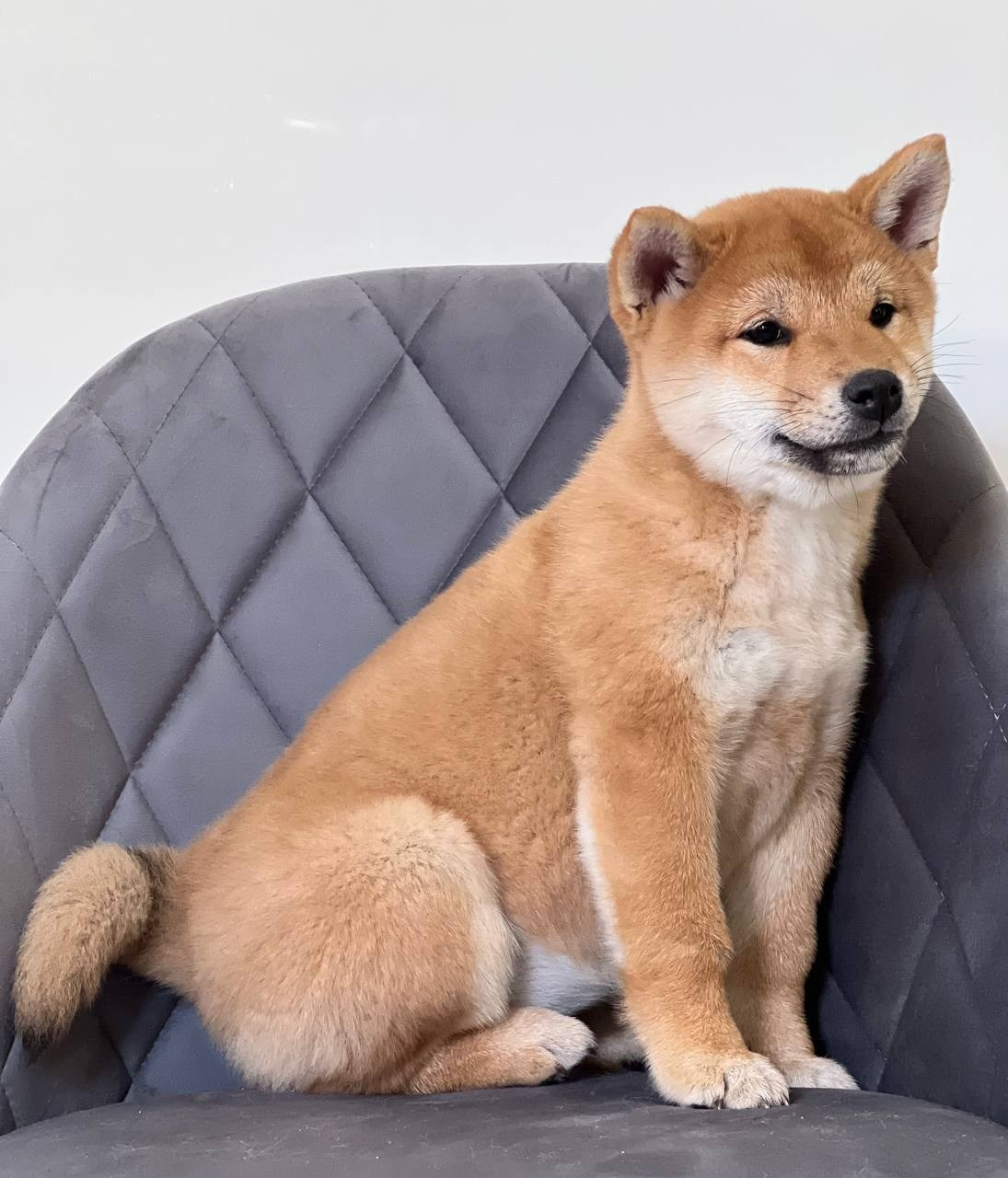 Сиба Rubylight Zoe питомник Рубилайт 