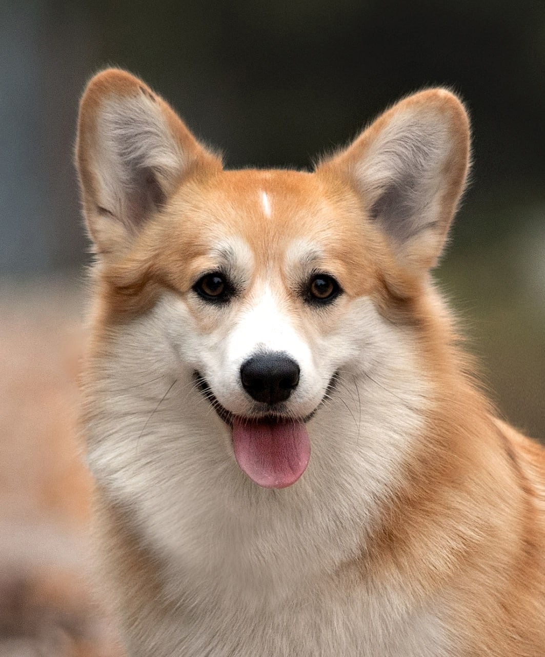 Портфолио: Фотосъёмка собак в Москве и области — авторские образы. Фотограф-анималист и бренд-фотограф в Москве | Фотография собак, людей, бизнес-портрет