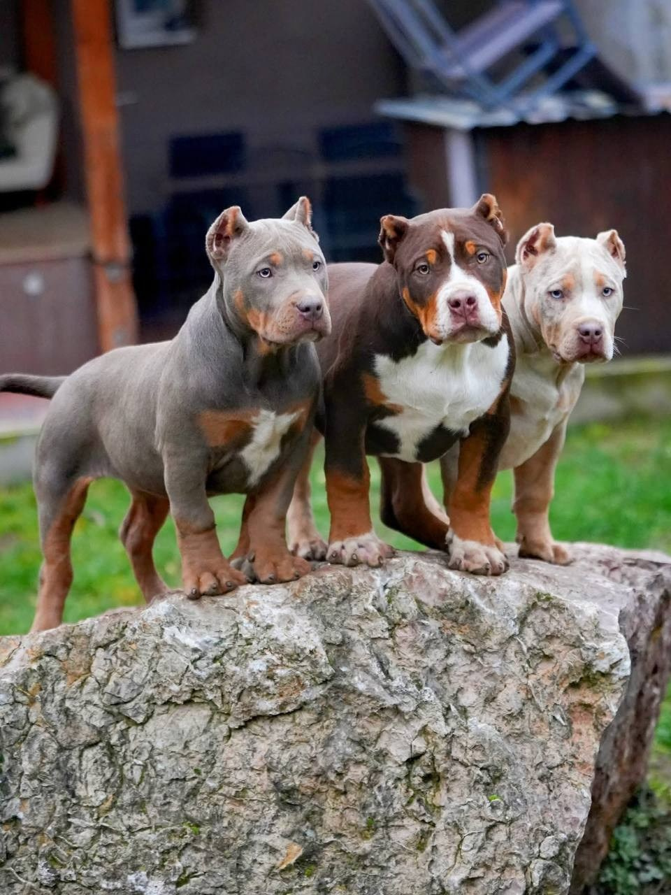 Mako’s GRANDBAR. Американские булли XL в г. Калининград. Питомник Great Bully UNIVERSE