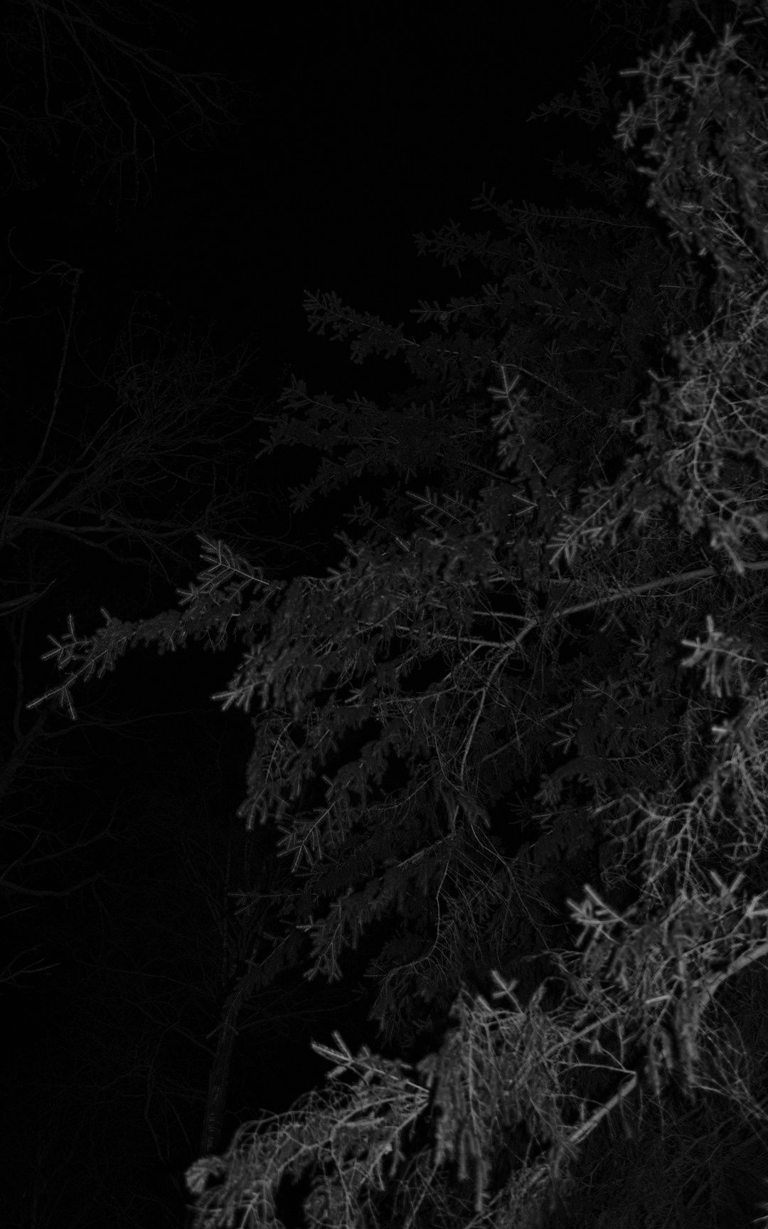 In forest. Vanyazaramkami