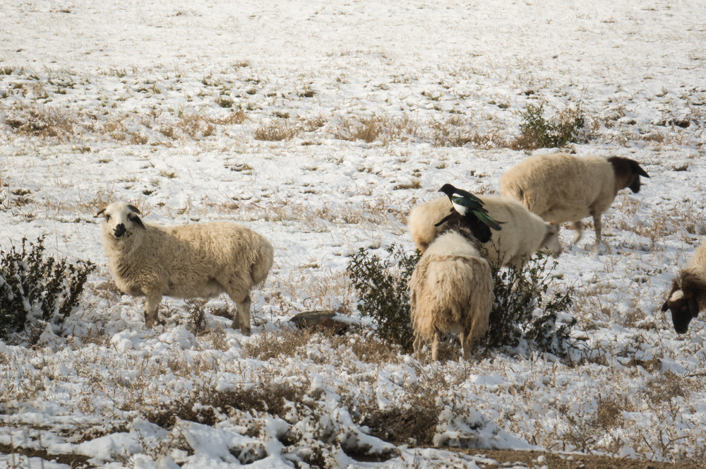 Монголия. Фотограф в Хабаровске. Фотография за 24 часа