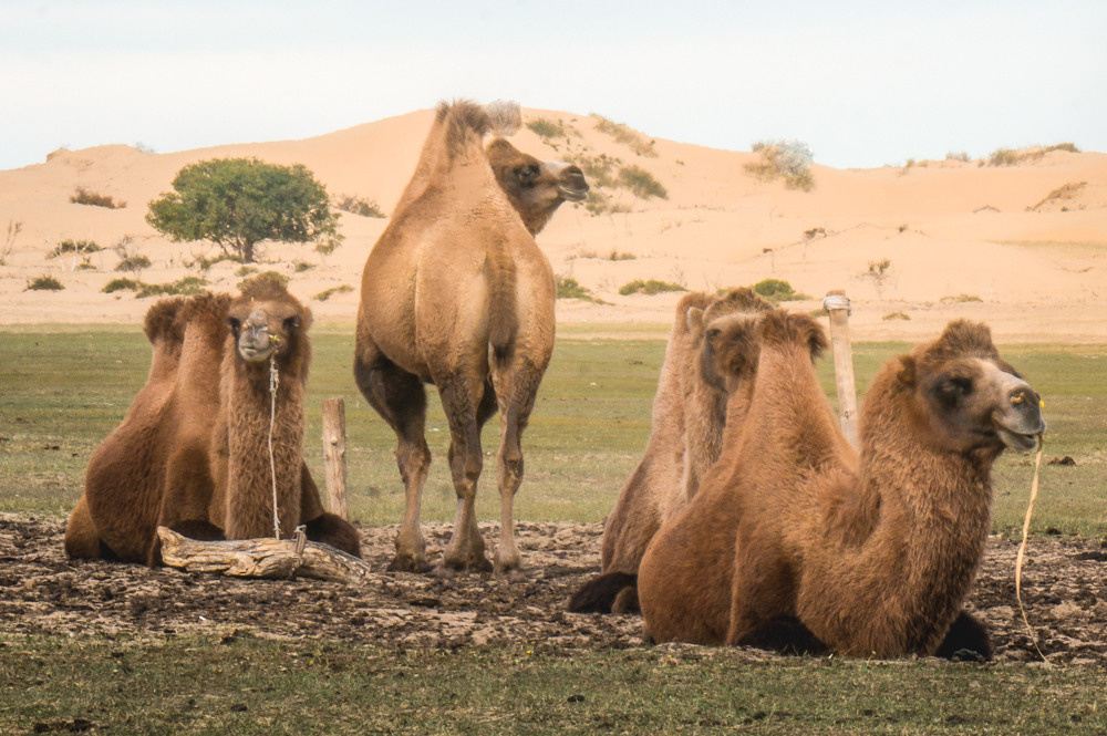 Монголия. Фотограф в Хабаровске. Фотография за 24 часа