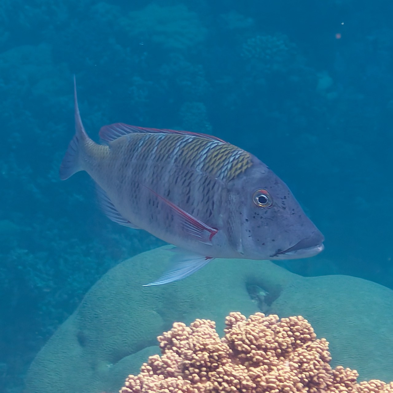 Мне посмотреть. Рыбов показываю