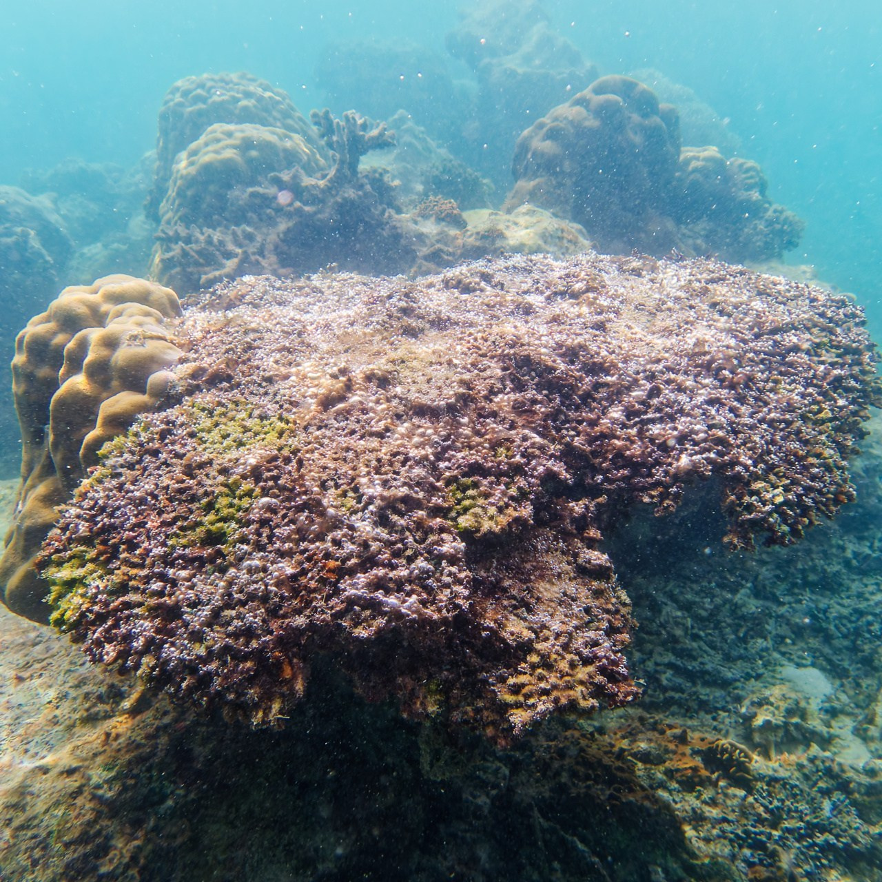 Мне посмотреть. Рыбов показываю