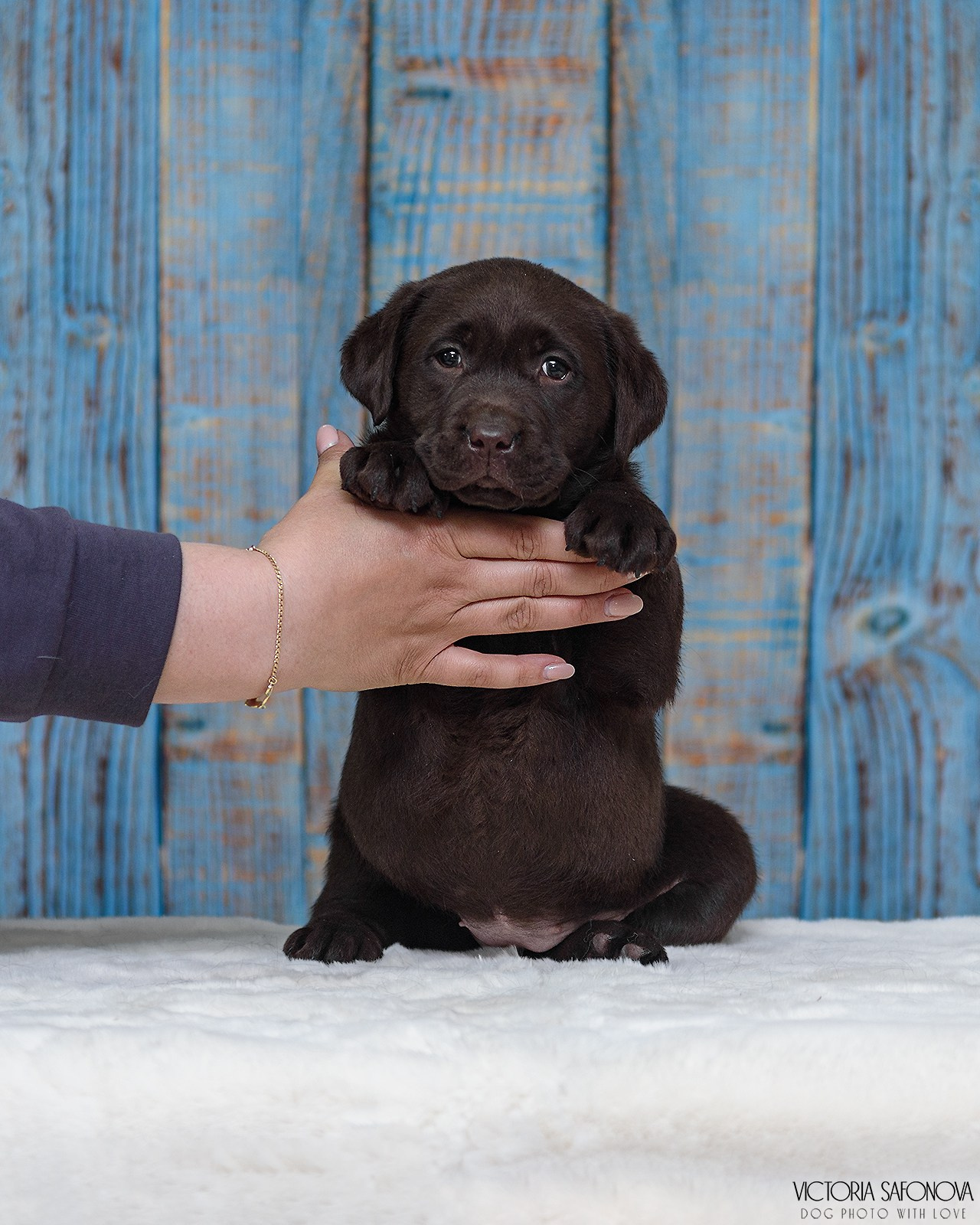 Лабродоры 15.05.2024. Фотограф анималист Благовещенск. Сафонова Виктория