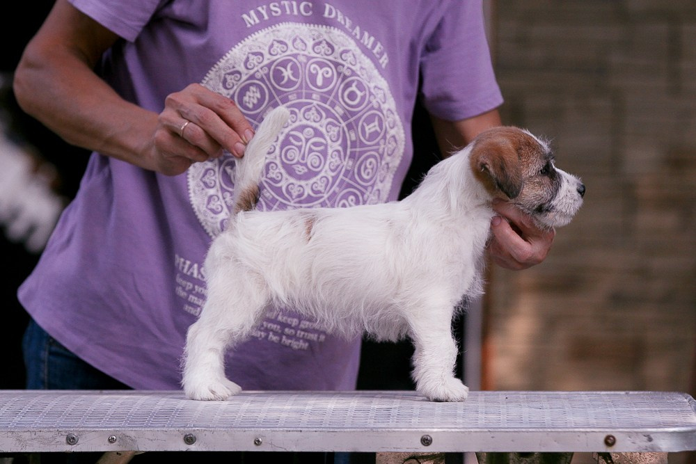 CANE MAESTRO RENDEZVOUS. CANE MAESTRO — kennel Jack Russell Terrier