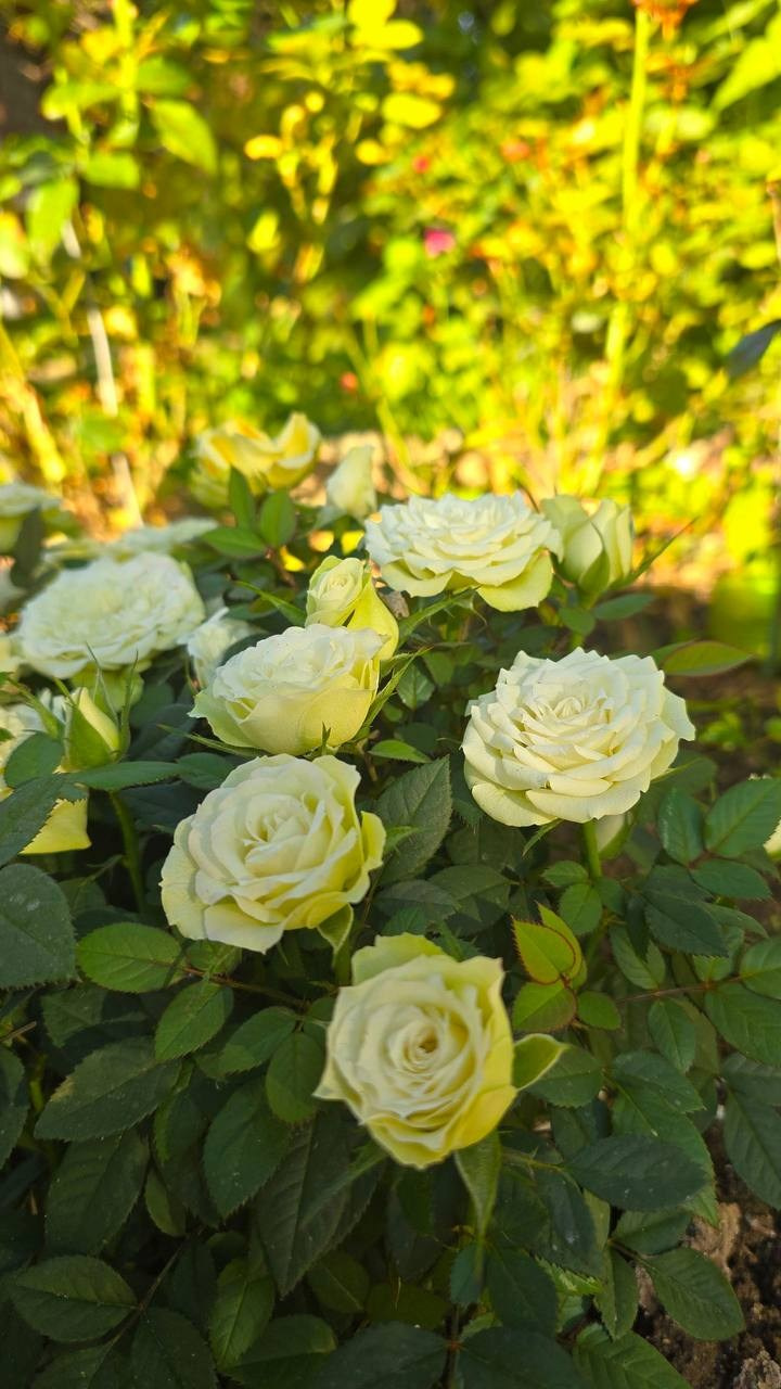 2025 12–23 сентября Юг. Собор Отрасли