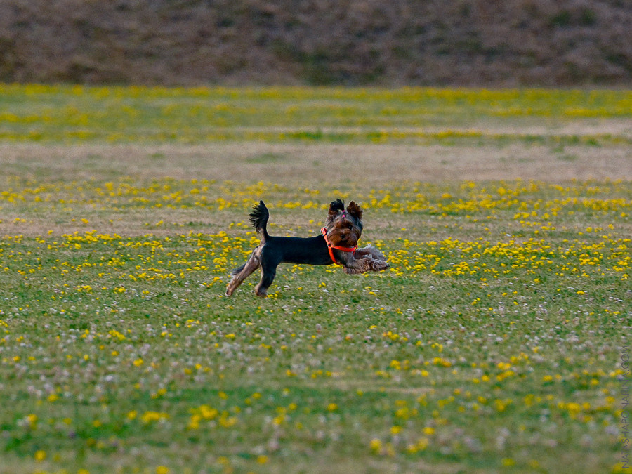 Сборы Mozer Team в Базельге-ди-Пине 2015. ФК Фотограф в Санкт-Петербурге Наталья Понарина