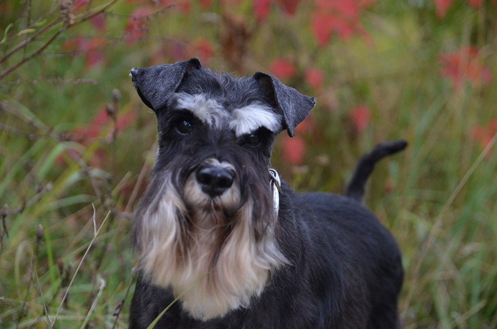 Питомник Делинсо Бэлэнс, щенки цвергшнауцера, купить щенка цвергшнауцера, питомник цвергшнауцеров, кобель цвергшнауцера для вязки, щенок цвергшнауцера, питомник цвергшнауцеров, черный с серебром, цверг, лучший питомник в беларуси, питомник цвергшнауцеров минск