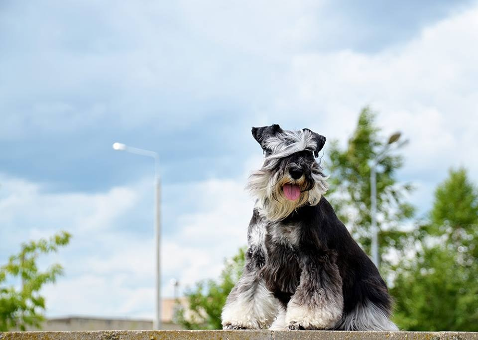 Питомник Делинсо Бэлэнс, щенки цвергшнауцера, купить щенка цвергшнауцера, питомник цвергшнауцеров, кобель цвергшнауцера для вязки, щенок цвергшнауцера, питомник цвергшнауцеров, черный с серебром, цверг, лучший питомник в беларуси, питомник цвергшнауцеров минск
