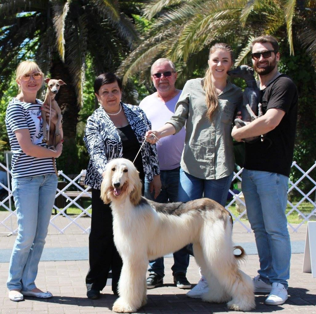 LYCORIS DREAMS BLUE DIAMOND «Evian». Профессиональный питомник левреток РКФ/FCI ASTI SAPPHIRE 💎 Сочи|Санкт-Петербург