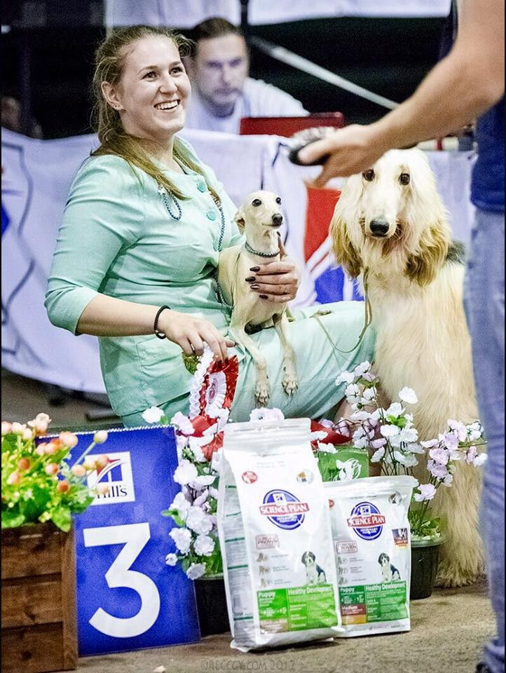 LYCORIS DREAMS BLUE DIAMOND «Evian». Профессиональный питомник левреток РКФ/FCI ASTI SAPPHIRE 💎 Сочи|Санкт-Петербург