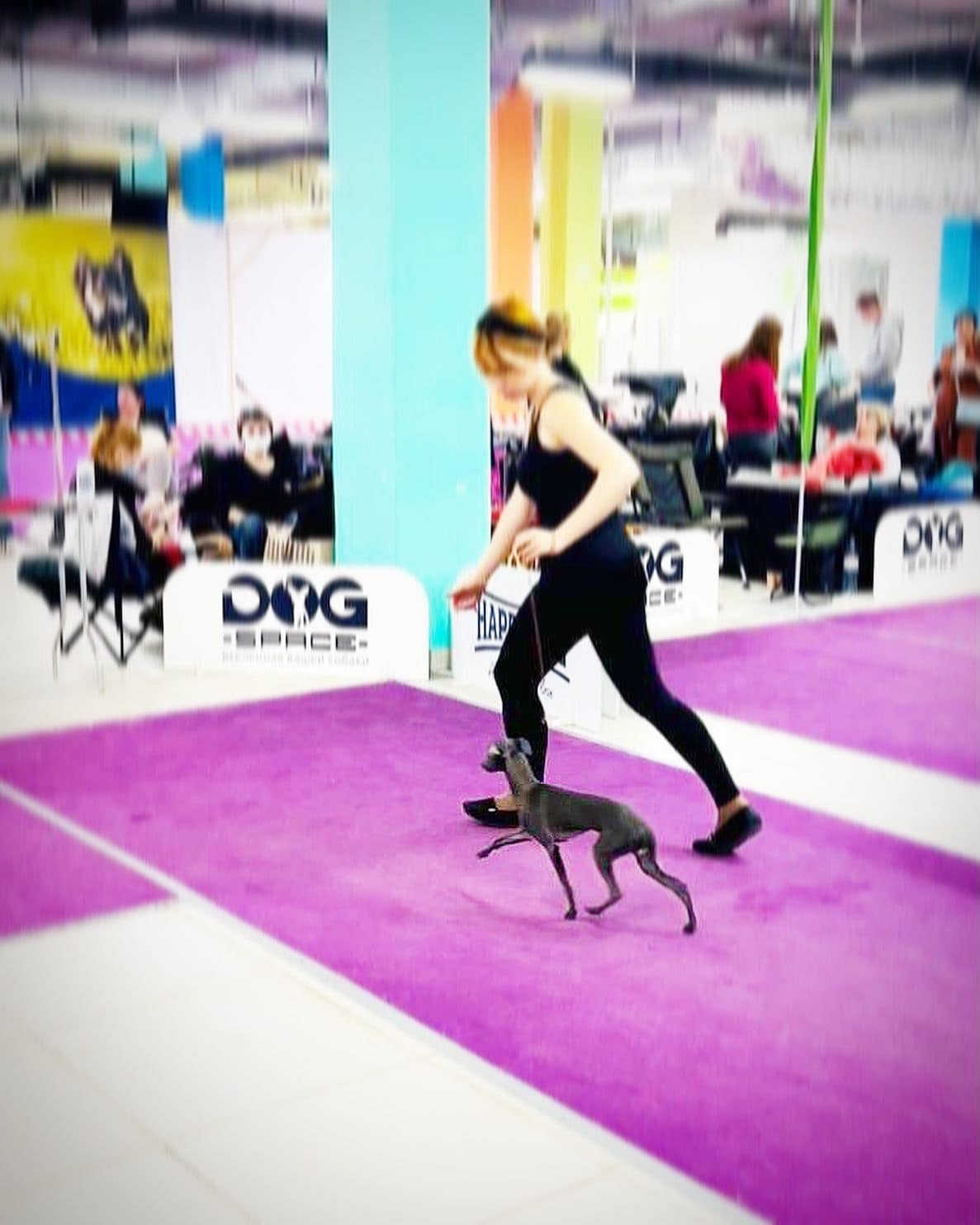 Весенние крошки. Профессиональный питомник левреток РКФ/FCI ASTI SAPPHIRE 💎 Сочи|Санкт-Петербург