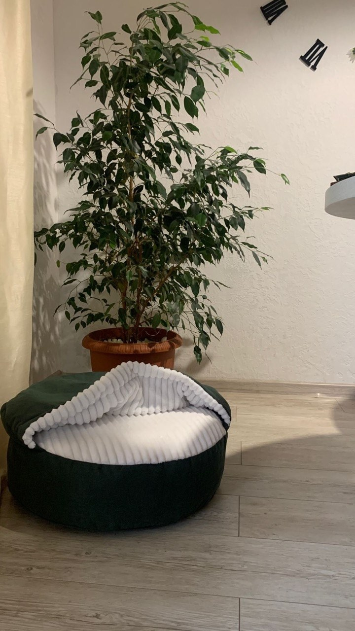 Сон и отдых. Профессиональный питомник левреток РКФ/FCI ASTI SAPPHIRE 💎 Сочи|Санкт-Петербург