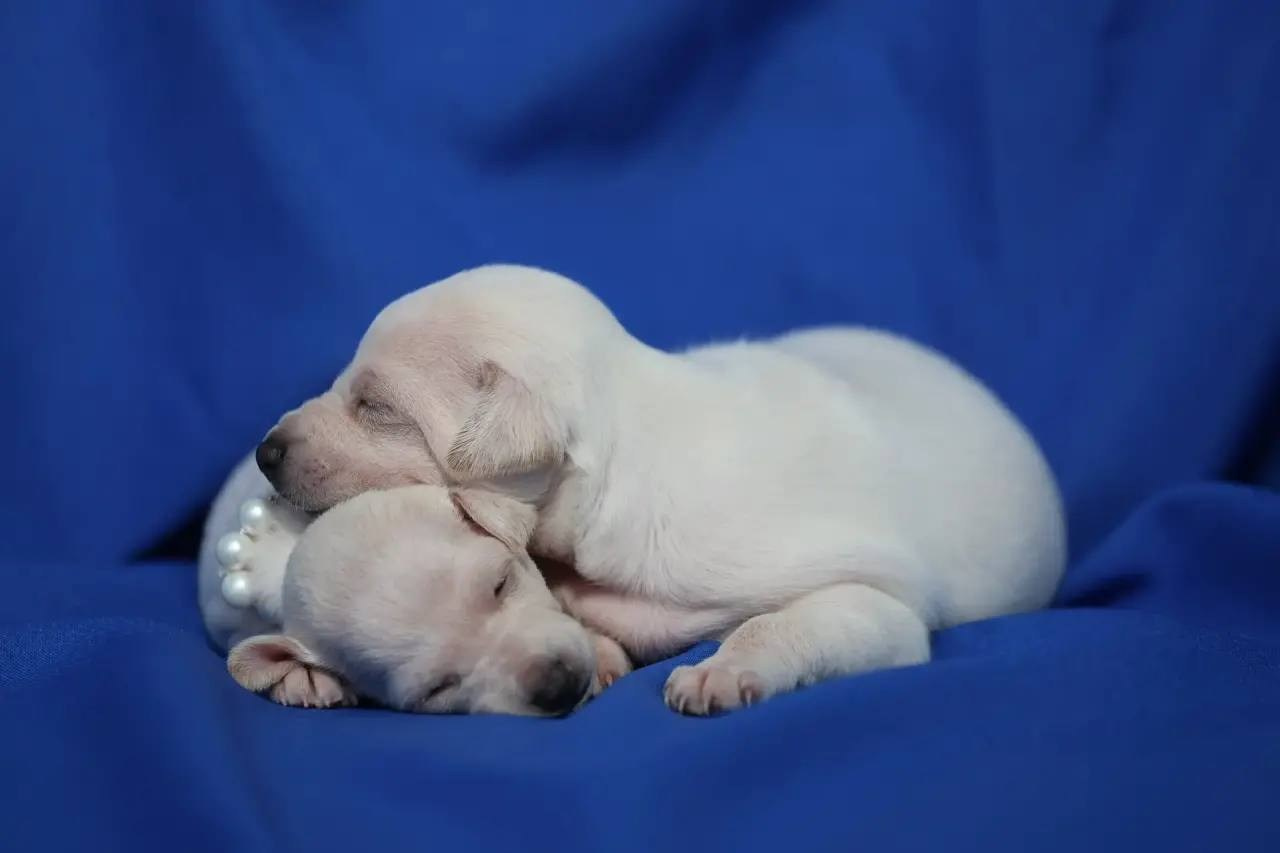 Белоснежные. Профессиональный питомник левреток РКФ/FCI ASTI SAPPHIRE 💎 Сочи|Санкт-Петербург