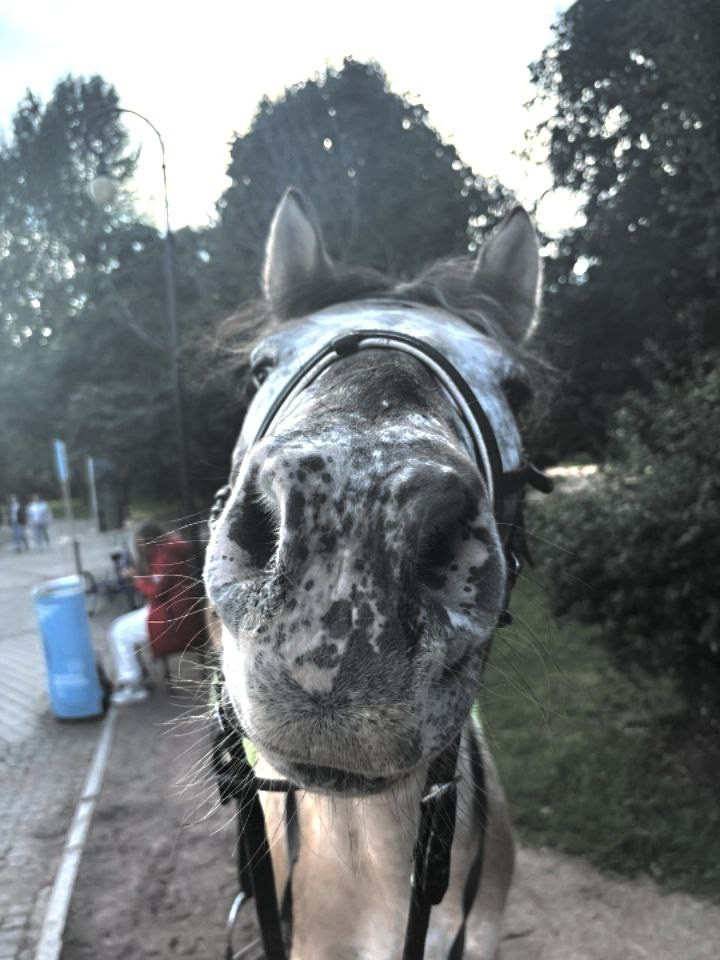 В мире животных. Фотокружок «Видоискатель» ГБОУ СОШ № 291