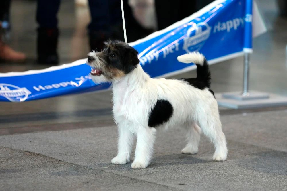 Port Fortis Destiny Of Love