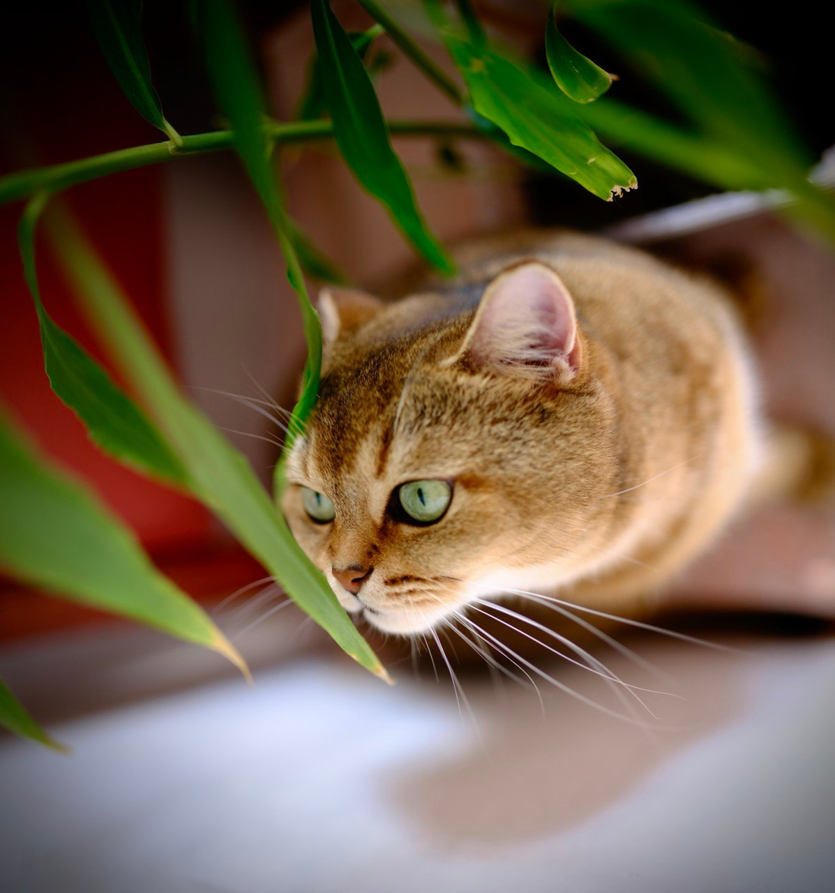 Коты и кошки. Фотографии домашних питомцев. Алекс Ком. Автомобильный фотограф и детский писатель из Москвы