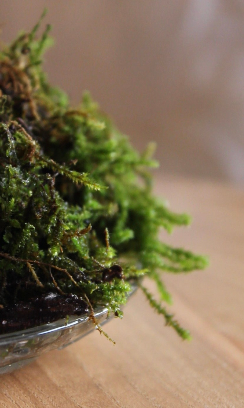 Декорирование. ЛЮБИМЫЕ ЦВЕТЫ