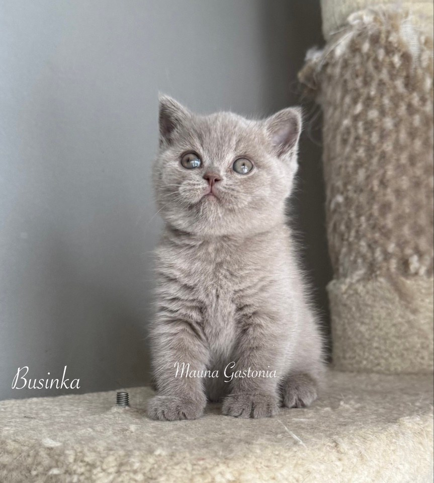 Businka. Mauna Gastonia