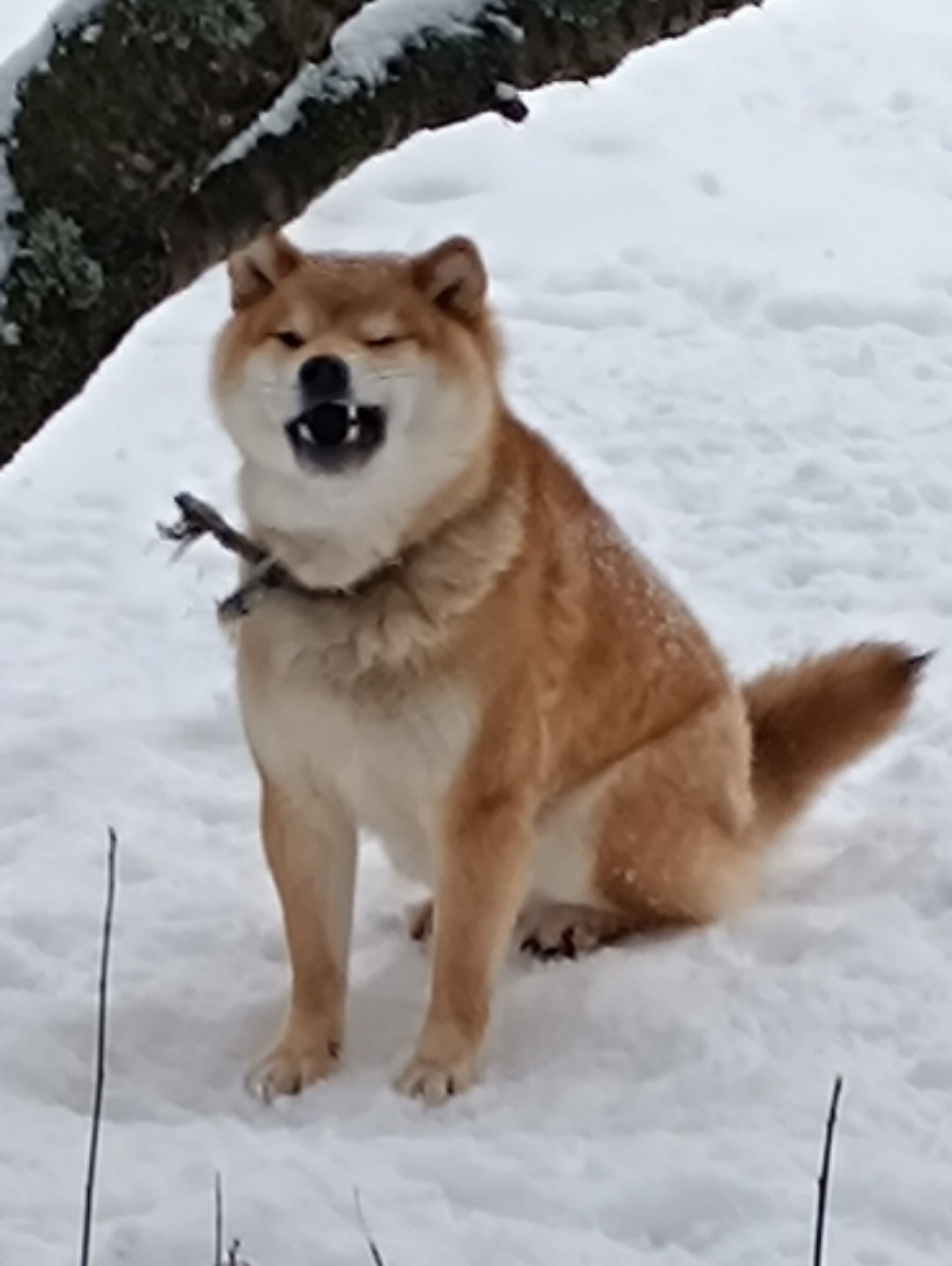 Rubylight Uslada * Аэлита  сиба питомник Рубилайт