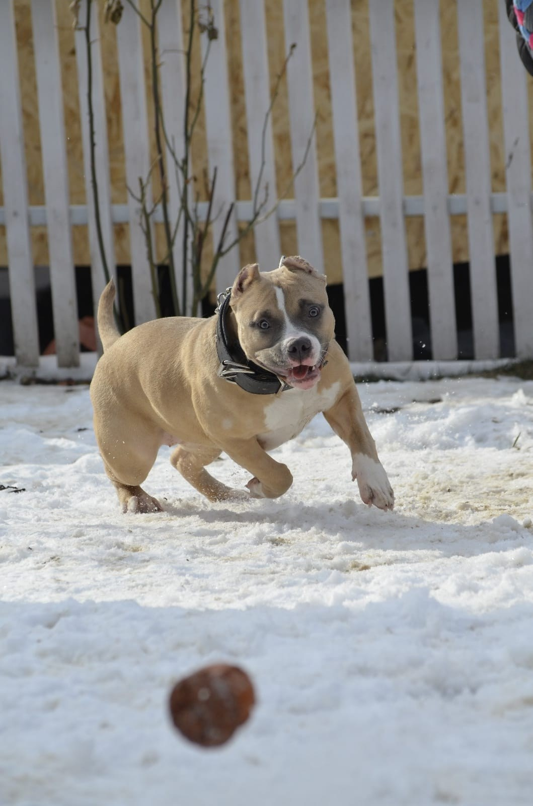 Челси. ПИТОМНИК СОБАК ПОРОДЫ АМЕРИКАНСКИЙ БУЛЛИ