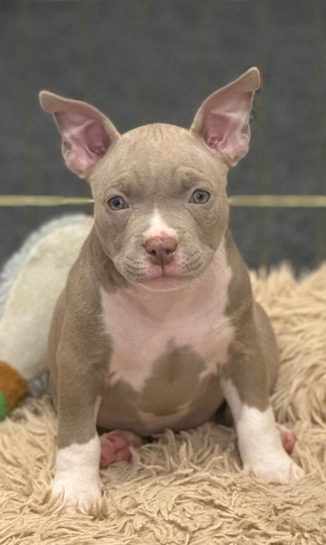 стоячие ушки у маленького булли 