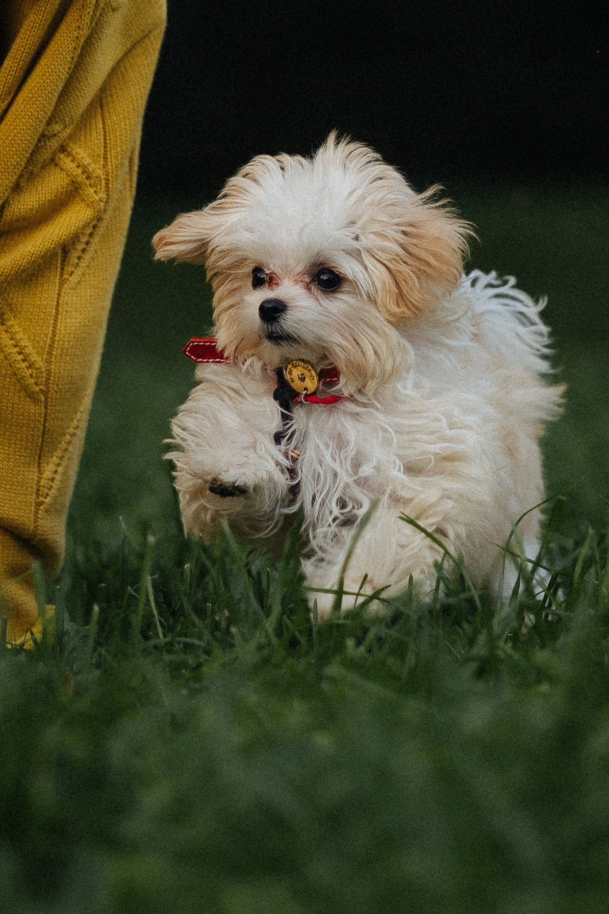 Оля и Бри. Фотораф — анималист Мария Шистка