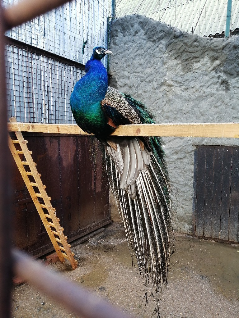 Шашлычки 10.05.2019. Галерея Фантим