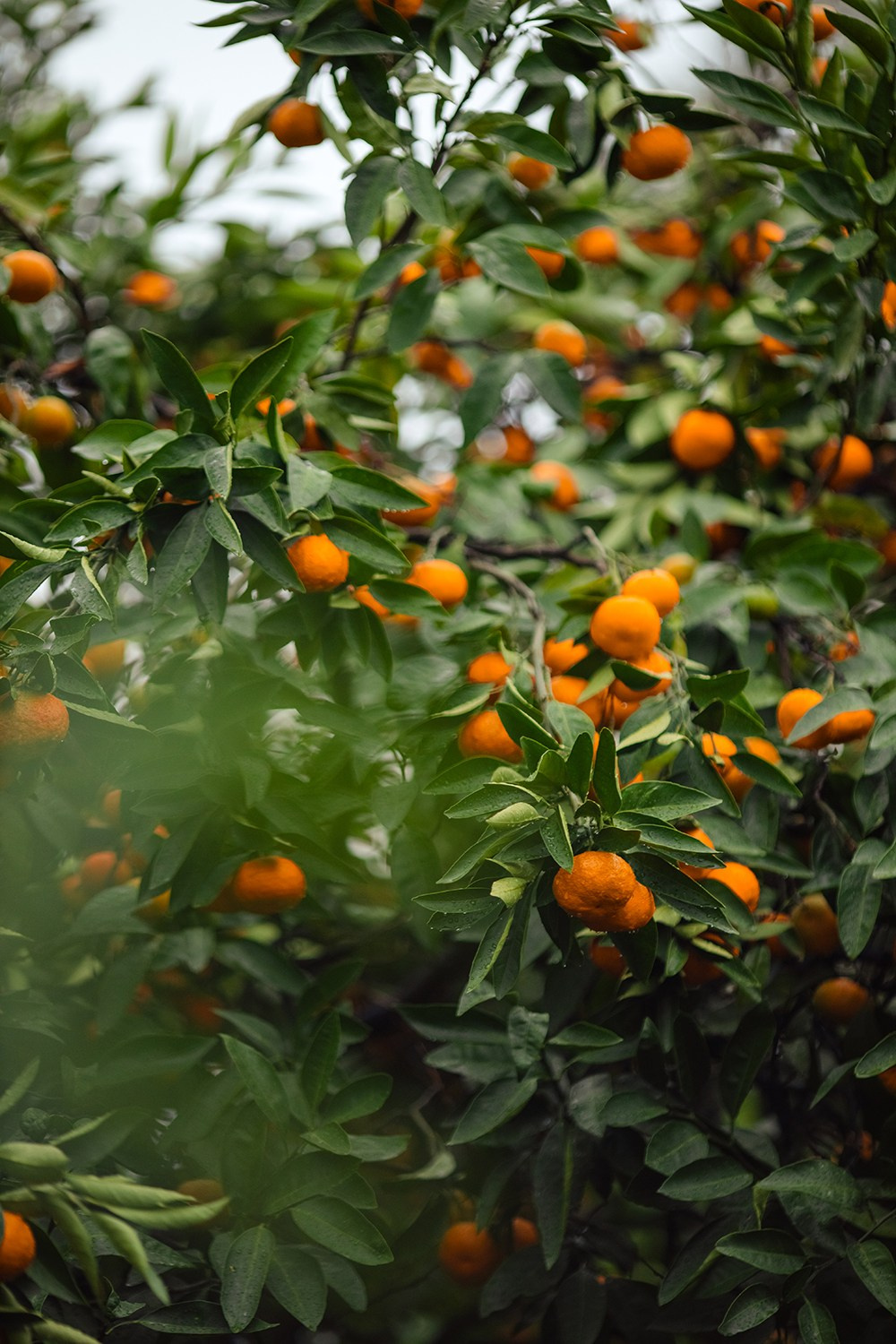 Фототур Мимоза+Мандарины. Фотограф Дарья Берестова (Краснодар)