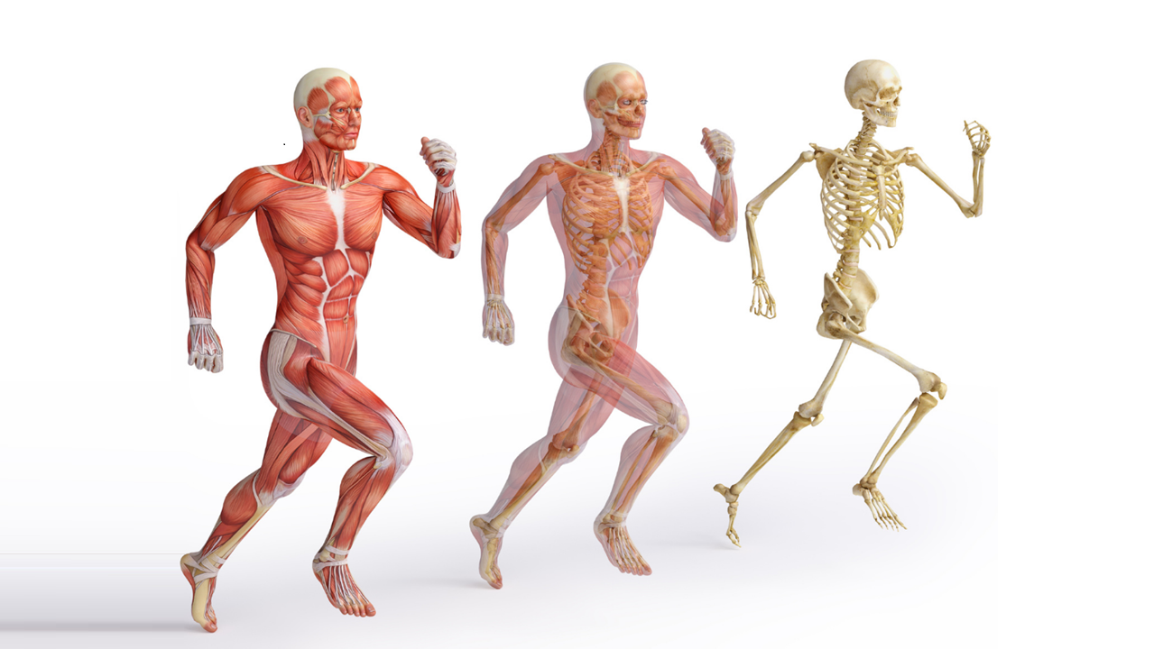 Готовые курсы приема продукции компании Сово-Сова. Сово-Сово — Омоложение и оздоровление!