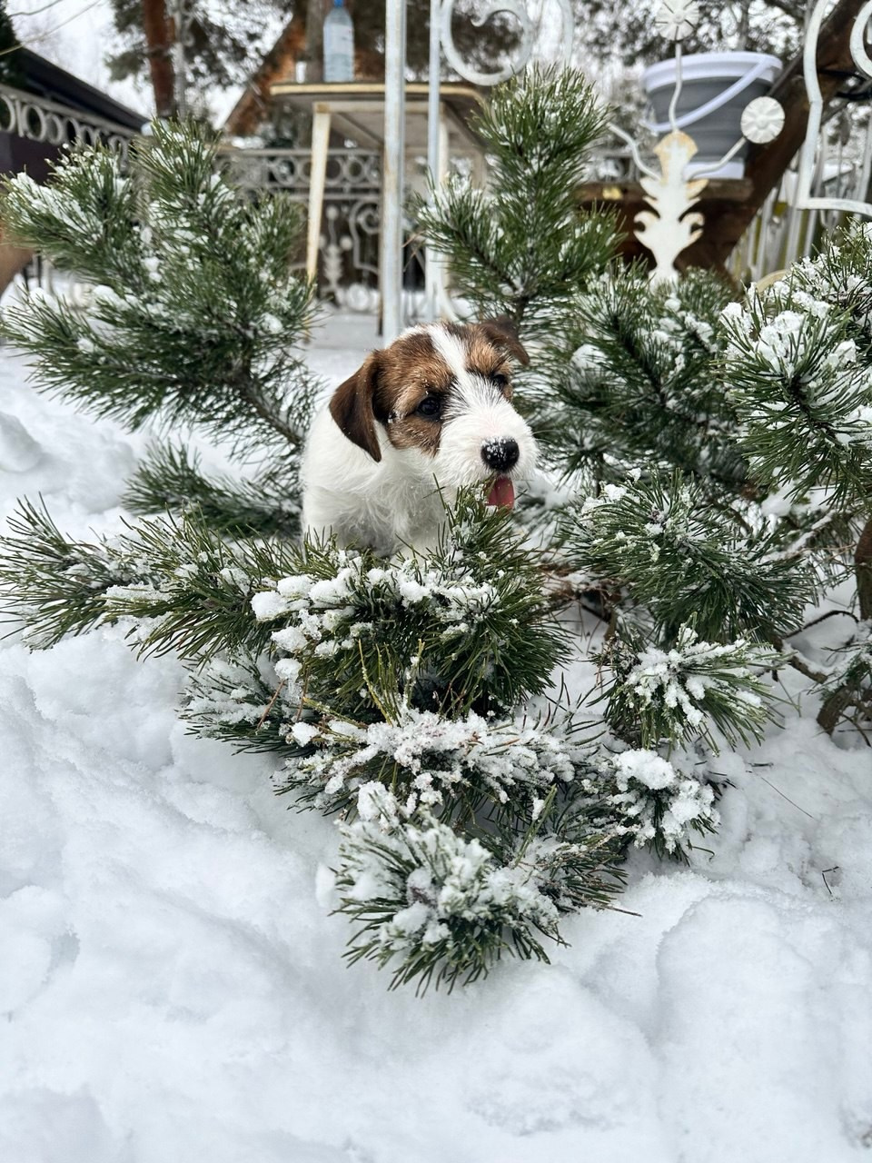 BELIEVE ME. Lovely-Orange питомник джек рассел терьеров