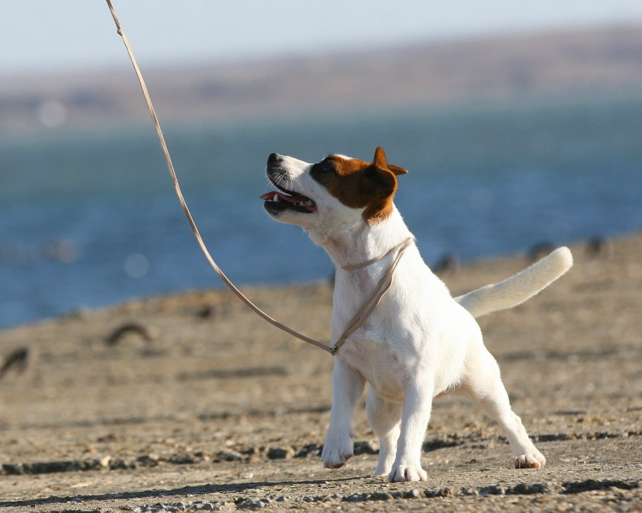 Lovely-Orange Avrora. Lovely-Orange питомник джек рассел терьеров