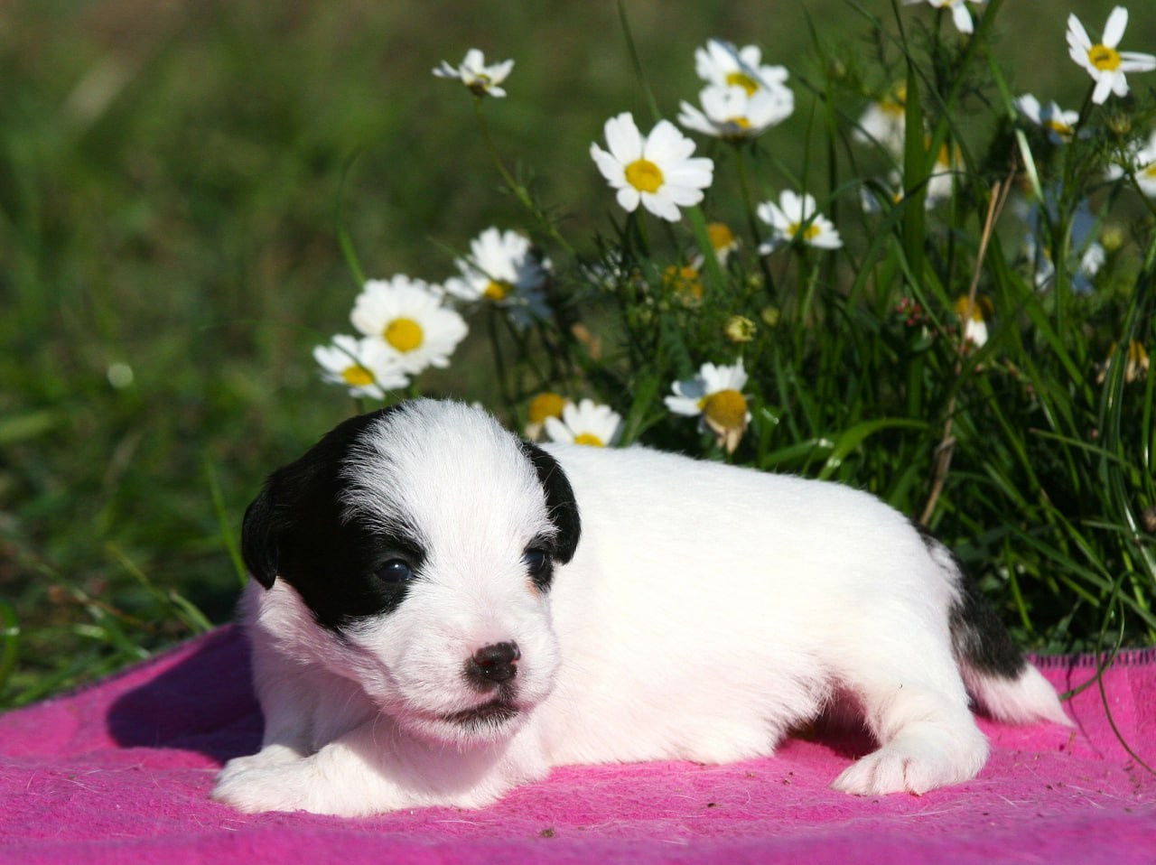 Сука 1. Lovely-Orange питомник джек рассел терьеров